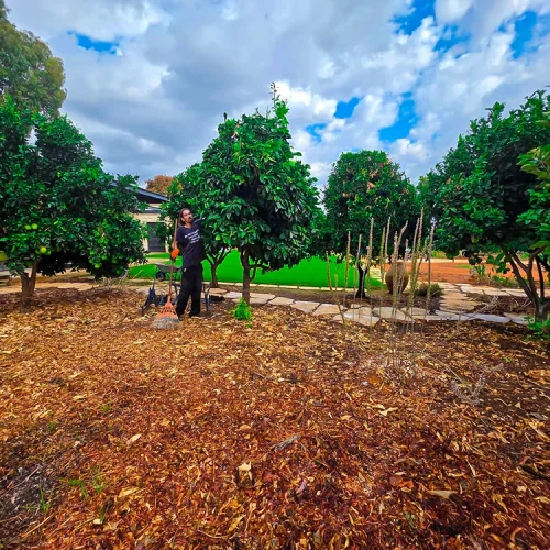 איש מקצוע עובד בין עצי פרי בוגרים בשטח מחופה, כחלק מתחזוקת הבוסתן.