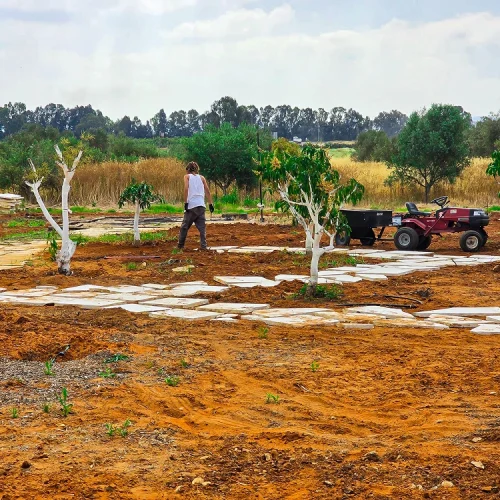 עבודות הקמה בשטח בוסתן עם עצי פרי, שבילי אבן וטרקטורון עבודה.