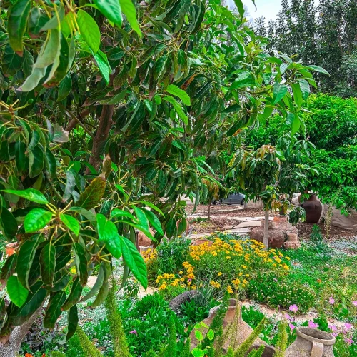 פינת גינה עם כדי חרס, פריחה צבעונית, שבילי אבן ועצים בוגרים.