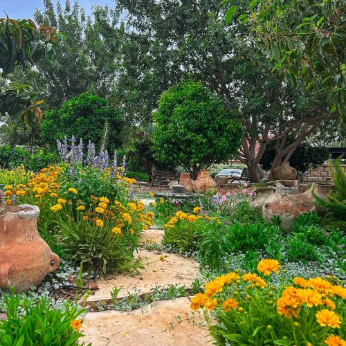 פינת גינה פורחת עם כדי חרס, פרחים צהובים ועצים בוגרים.