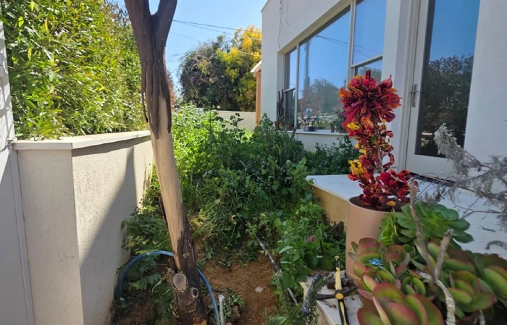 אזור צר לצד הבית עם צמחייה קיימת, עציצים ועץ גזום.