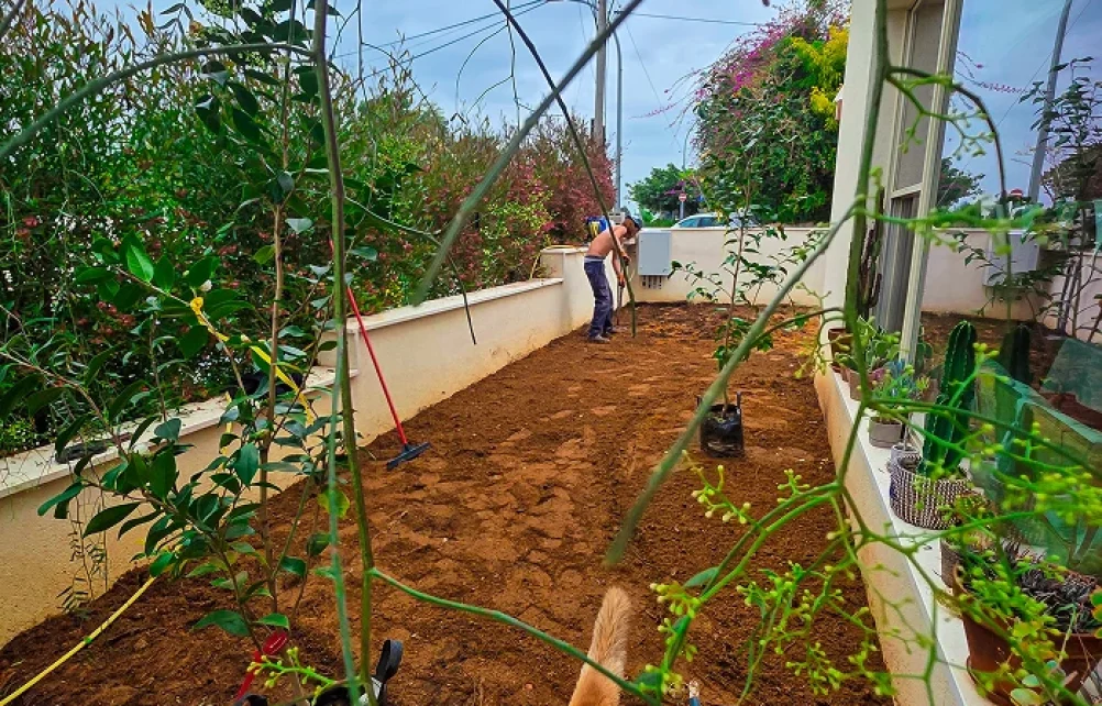 תחילת הקמת הגינה לאורך המעבר הצר, עם קרקע מחודשת, שתילים ומערכת השקיה.