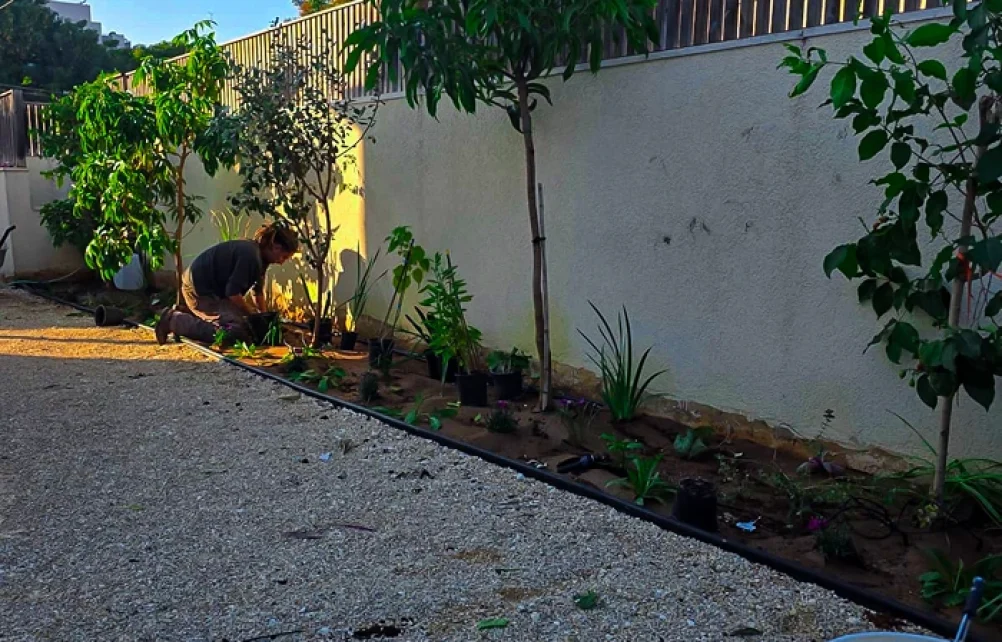 איש מקצוע עובד על שתילת צמחייה בערוגה לצד שביל חצץ ועצי פרי.