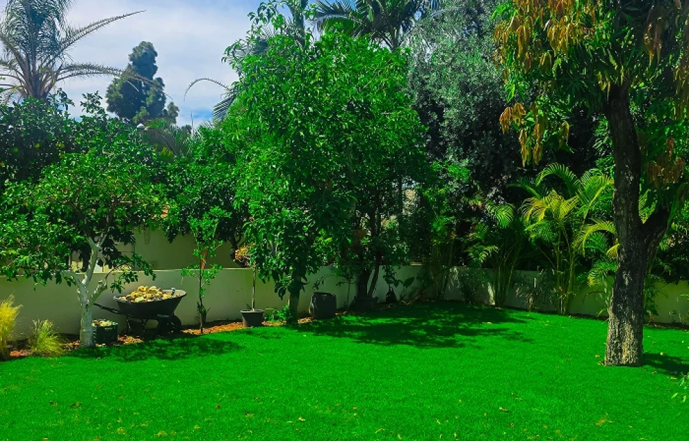 מדשאה ירוקה ורחבה המוקפת בעצי נוי וצמחייה עשירה תחת שמיים כחולים.