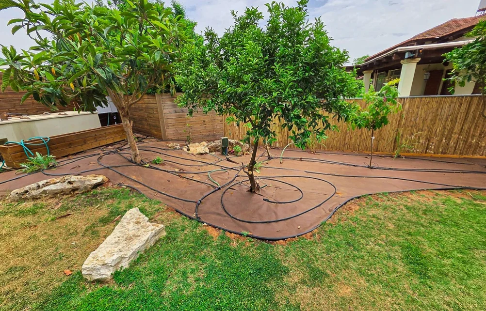 פריסת קווי השקיה סביב עץ קיים כחלק מהכנת הערוגה.